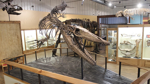 World Fossil Finder Museum